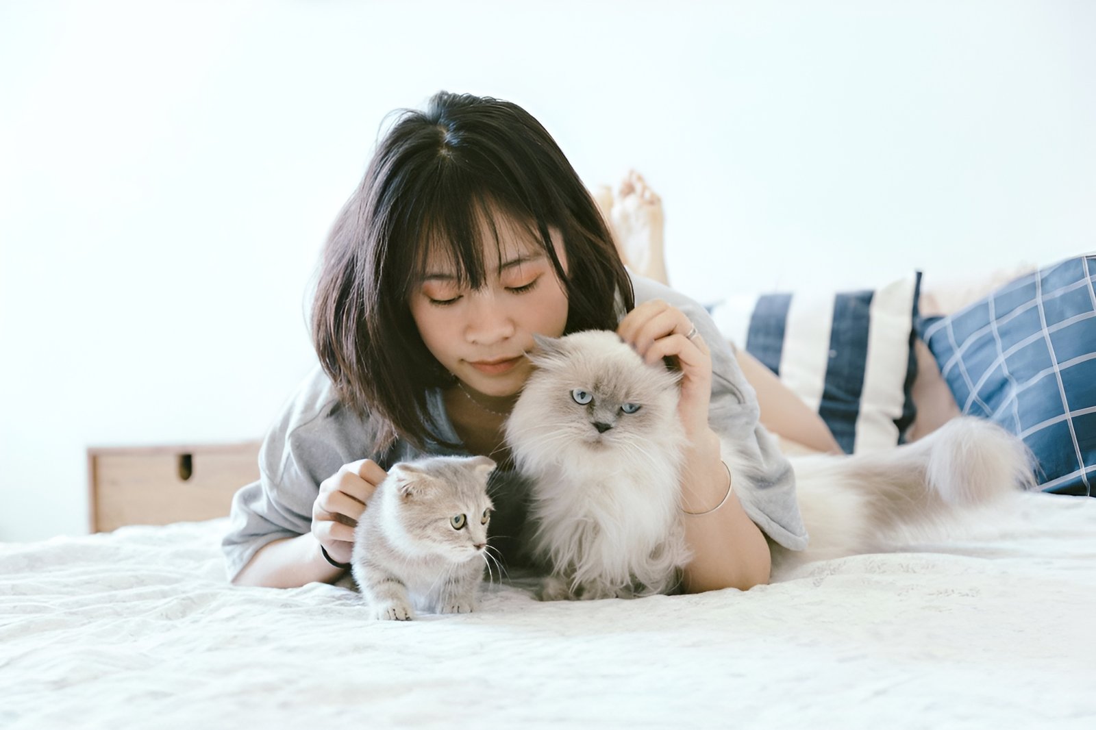 adopt a cat malaysia featured image