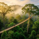 Taman Negara National Park canopy walkway suspended above ancient rainforest with hiking trails visible below in Malaysia's oldest jungle